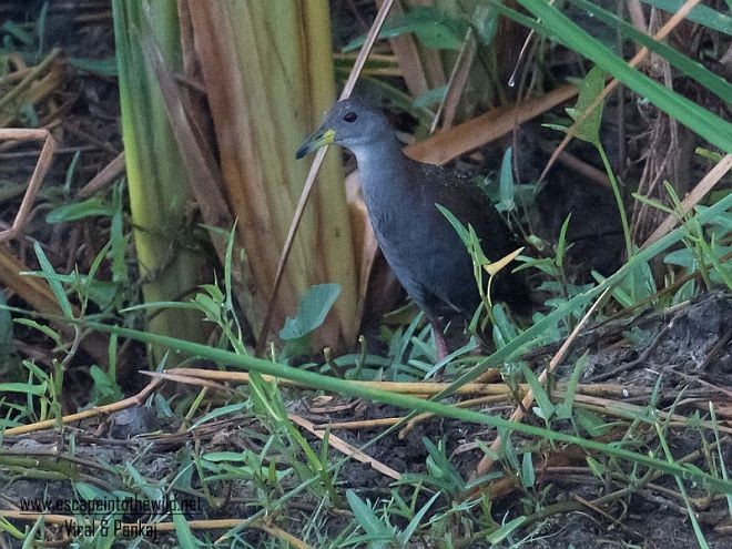 Brown Crake - ML379493331