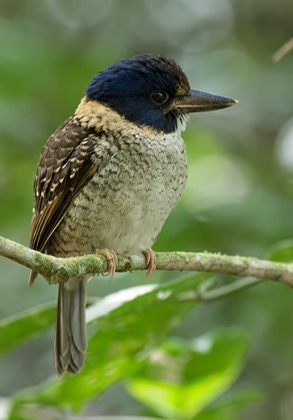 Scaly-breasted Kingfisher (Scaly-breasted) - ML379493441