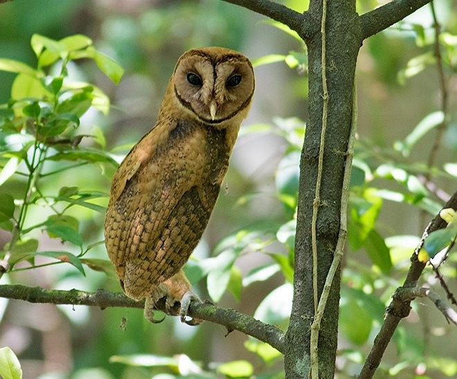 Minahasa Masked-Owl - ML379493571