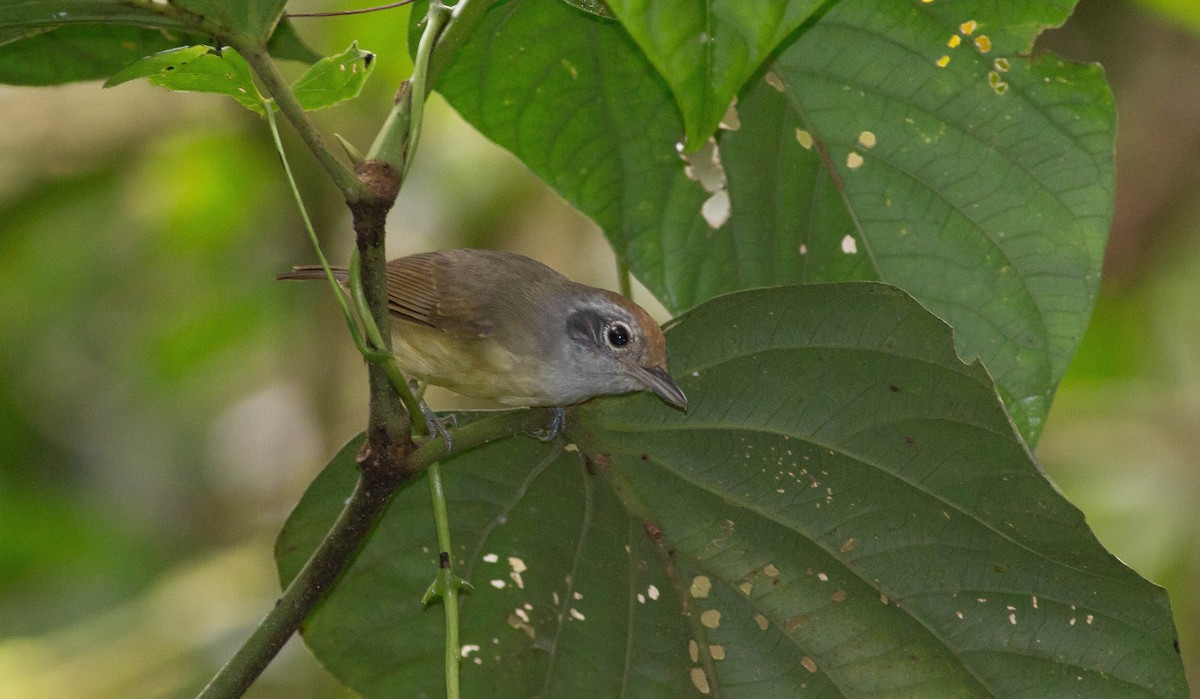 Plain Antvireo - ML37949361