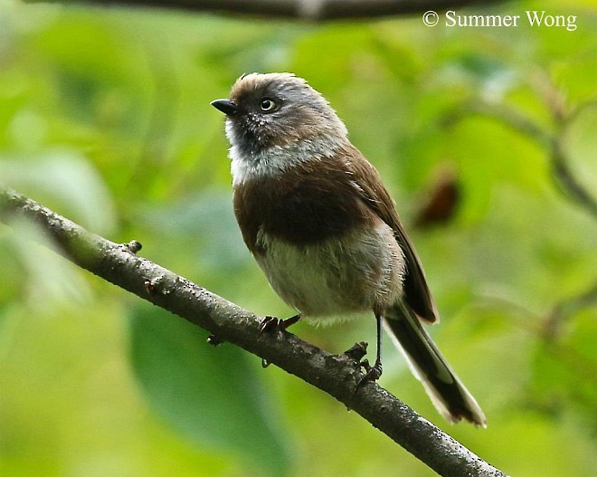 Sooty Tit - ML379493791