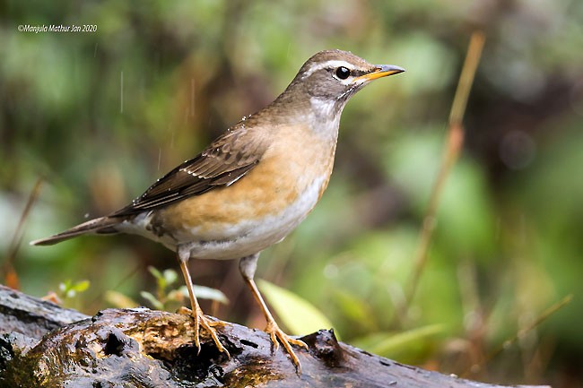 Eyebrowed Thrush - ML379494141