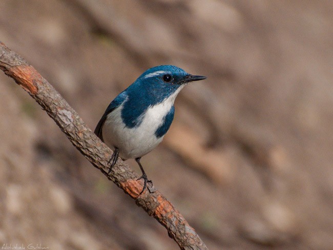 Ultramarine Flycatcher - ML379494211