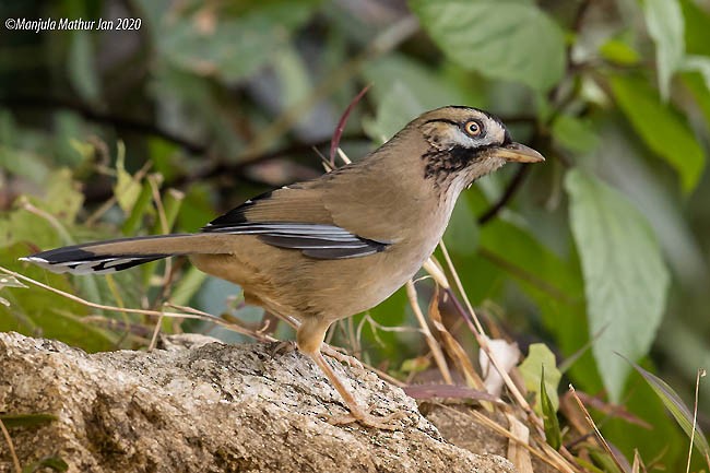 ヒゲガビチョウ（cineracea／strenua） - ML379494231