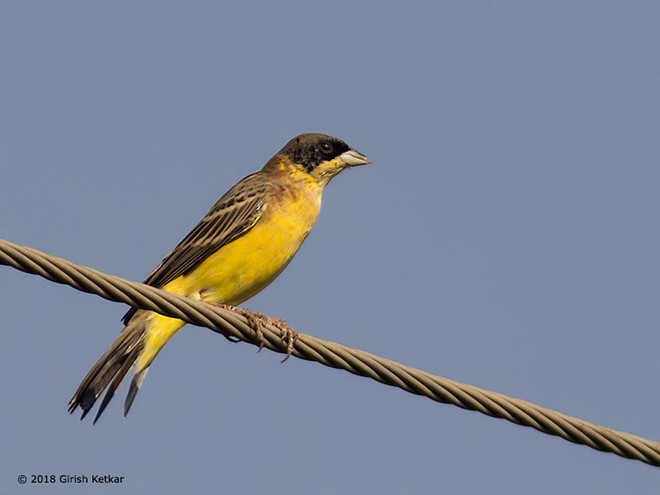 Black-headed Bunting - ML379494261