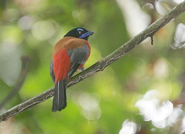 trogon šarlatový - ML379494491