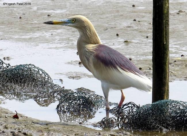 Indian Pond-Heron - ML379494521