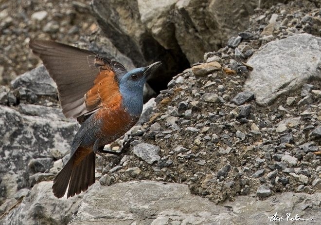 Blue Rock-Thrush (philippensis) - ML379494781