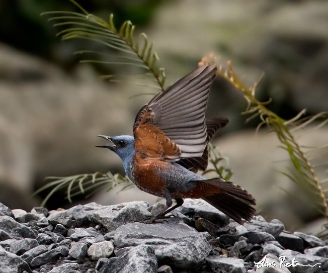 Blue Rock-Thrush (philippensis) - ML379494791