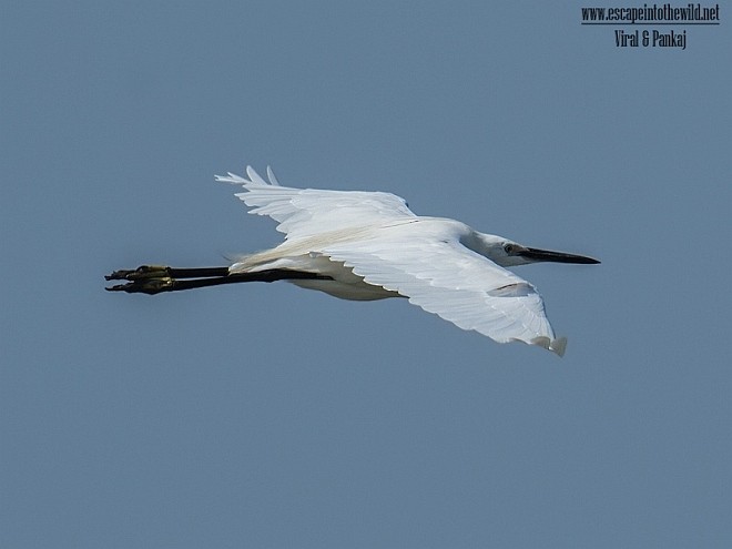 Little Egret (Western) - Pankaj Maheria
