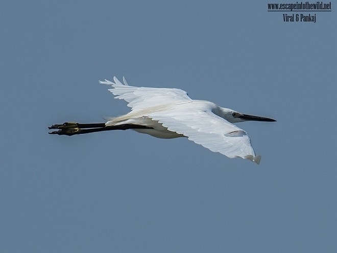 Little Egret (Western) - ML379494941