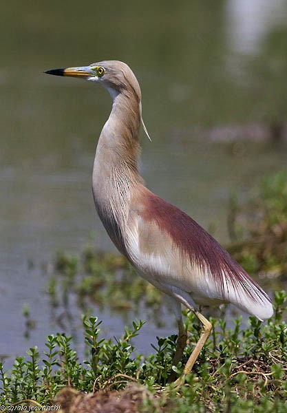 Indian Pond-Heron - ML379495111