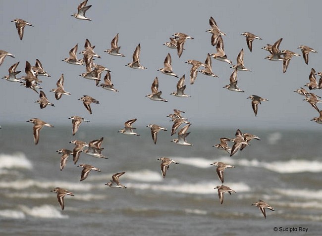 Tibetan Sand-Plover - Sudipto Roy