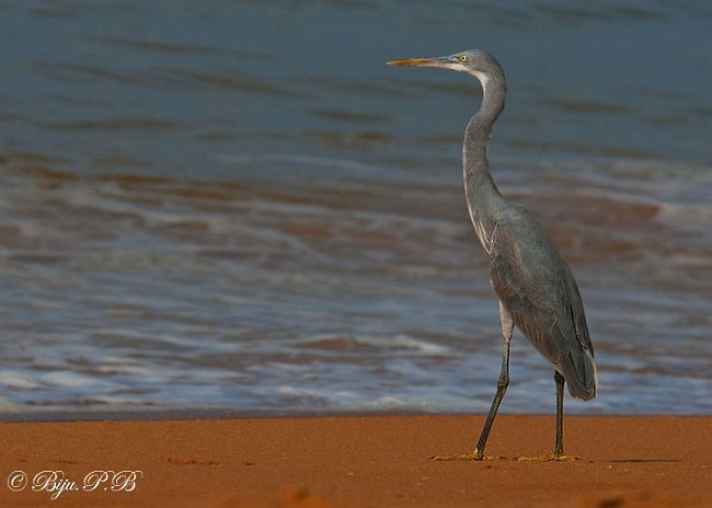 Western Reef-Heron (Eastern) - ML379495491