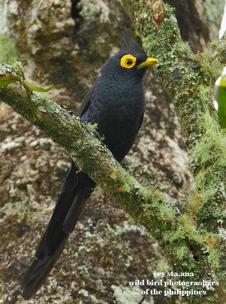 Apo Myna - ML379495541