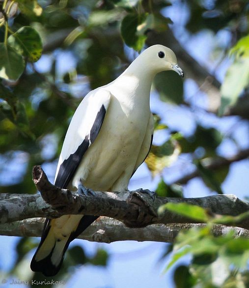 Pied Imperial-Pigeon - Jainy Kuriakose