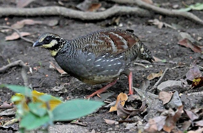 Taiwan Partridge - ML379495871