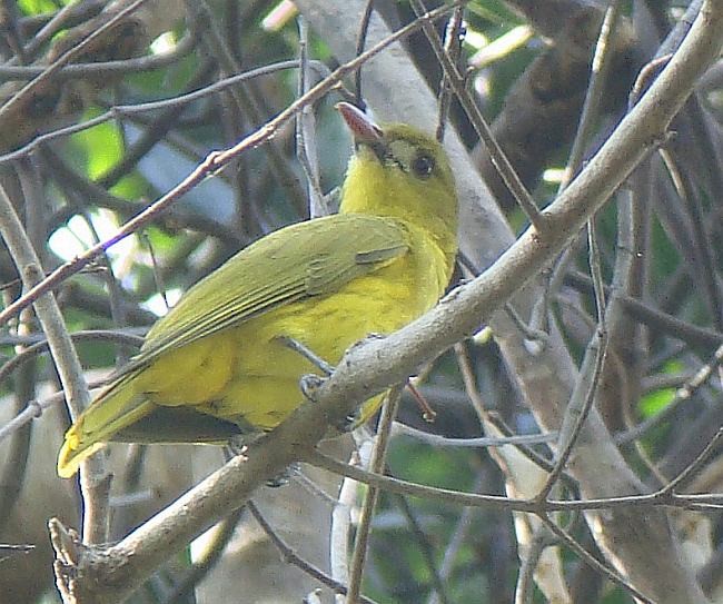White-lored Oriole - ML379495891