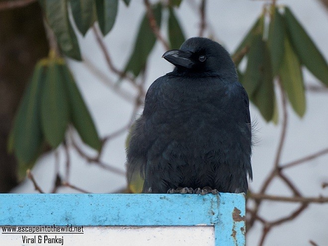 Large-billed Crow (Large-billed) - ML379495901