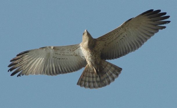 Short-toed Snake-Eagle - ML379495931