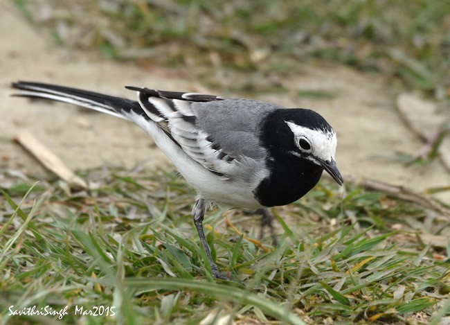 White Wagtail (Masked) - ML379495941