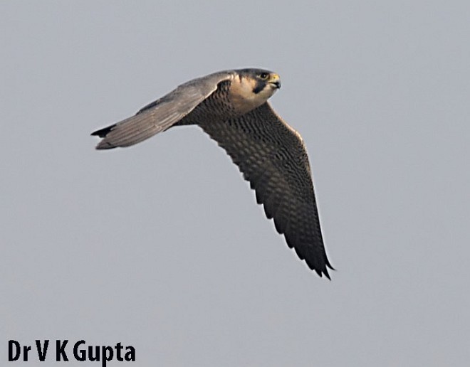 Peregrine Falcon - Vinod Gupta