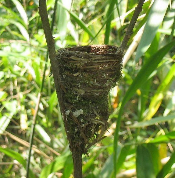 Black-naped Monarch - ML379496201