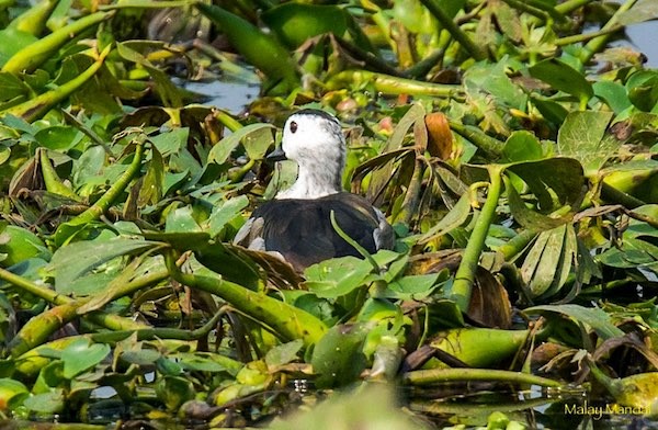 Cotton Pygmy-Goose - ML379496251