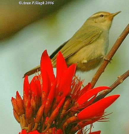 Tytler's Leaf Warbler - ML379496491