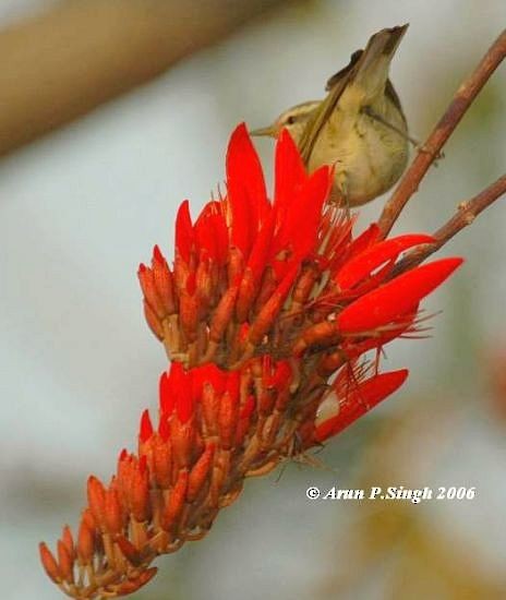 Tytler's Leaf Warbler - ML379496501