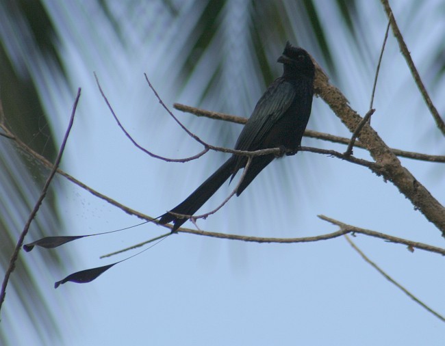 Greater Racket-tailed Drongo - ML379496601