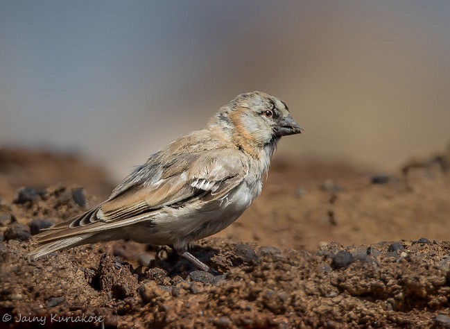 Blanford's Snowfinch - Jainy Kuriakose