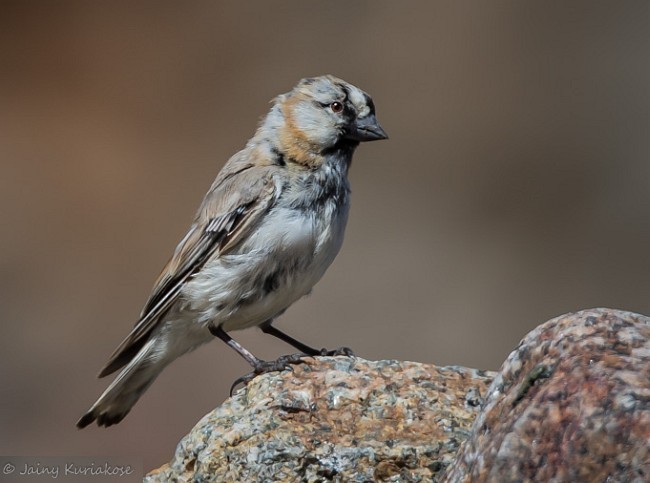 Blanford's Snowfinch - ML379496671