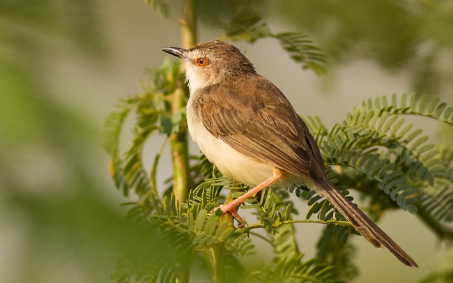 Plain Prinia - ML379496681