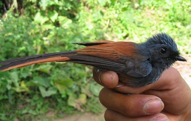 Blue-headed Fantail - ML379496711
