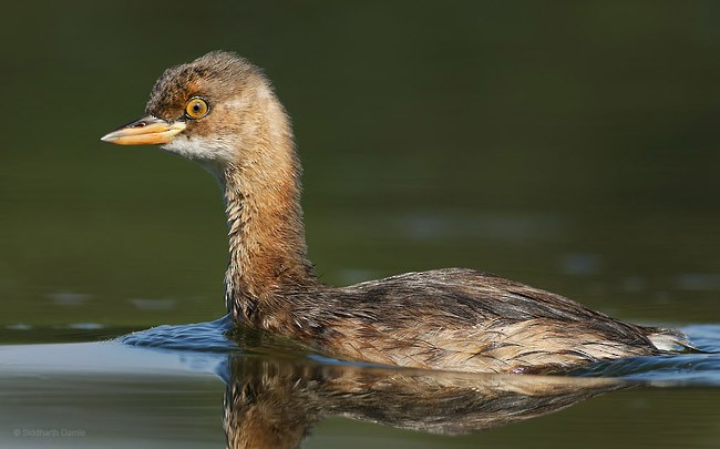 Little Grebe - Siddharth Damle