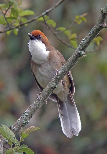Rufous-crowned Laughingthrush - ML379496941
