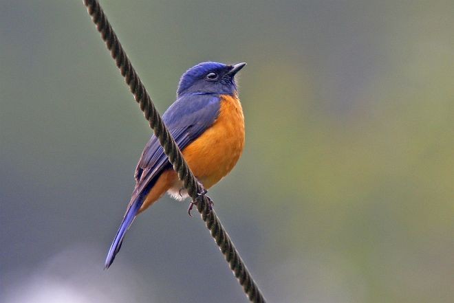 Taiwan Vivid Niltava - ML379496981