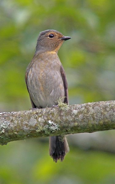 Taiwan Vivid Niltava - ML379496991