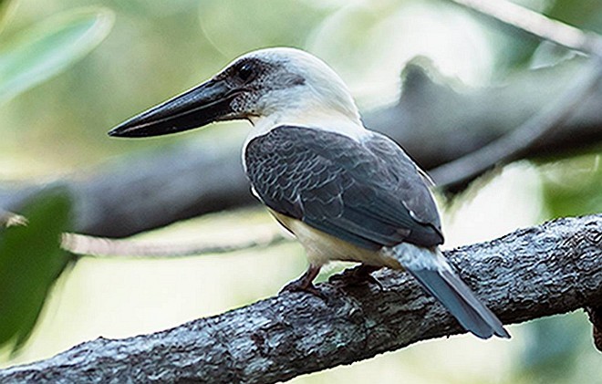 Great-billed Kingfisher - Mohit Kumar Ghatak