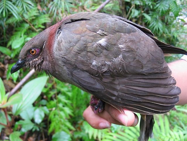 Amethyst Brown-Dove (Amethyst) - ML379497031