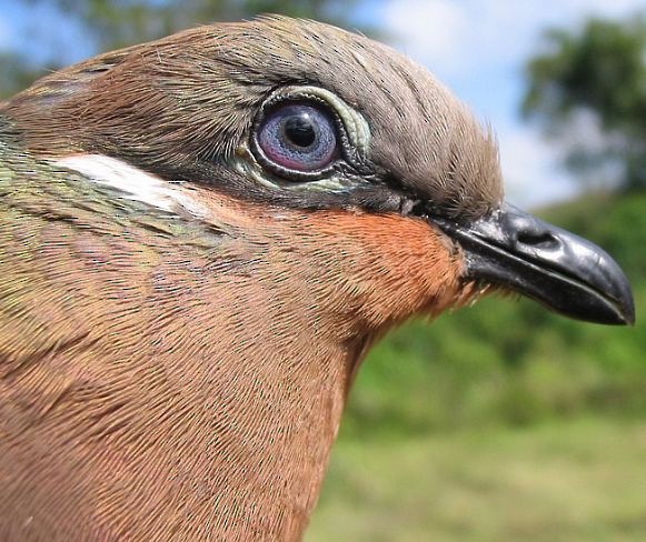 White-eared Brown-Dove (White-eared) - ML379497041