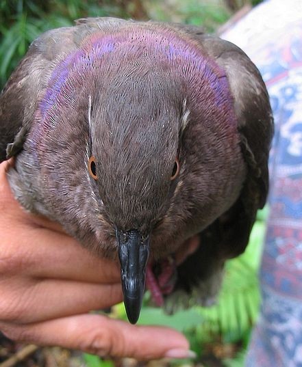 Amethyst Brown-Dove (Amethyst) - ML379497051