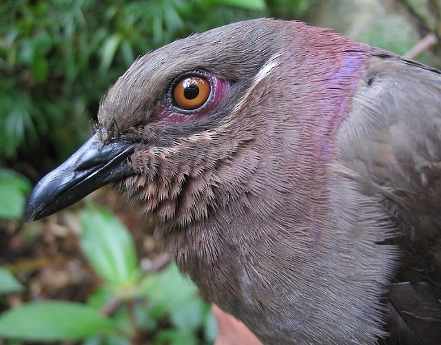 Amethyst Brown-Dove (Amethyst) - ML379497061