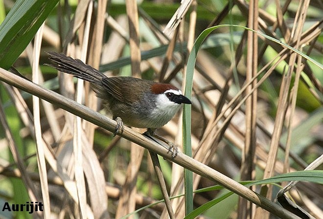 Chestnut-capped Babbler - ML379497201