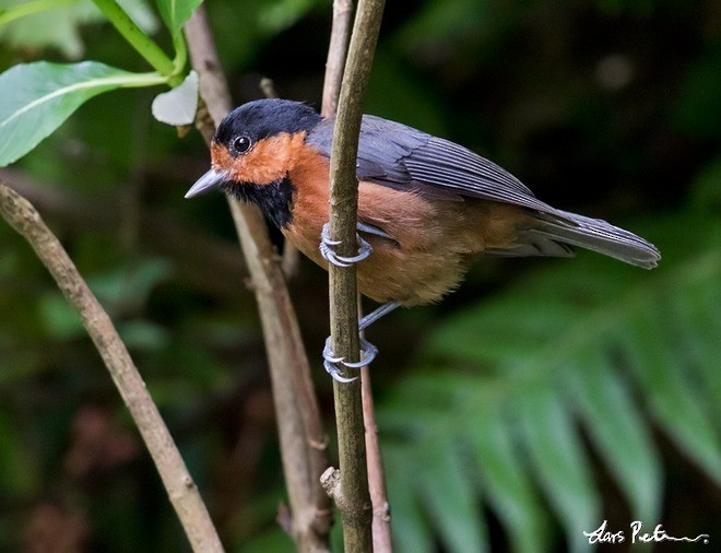 Owston's Tit - ML379497321