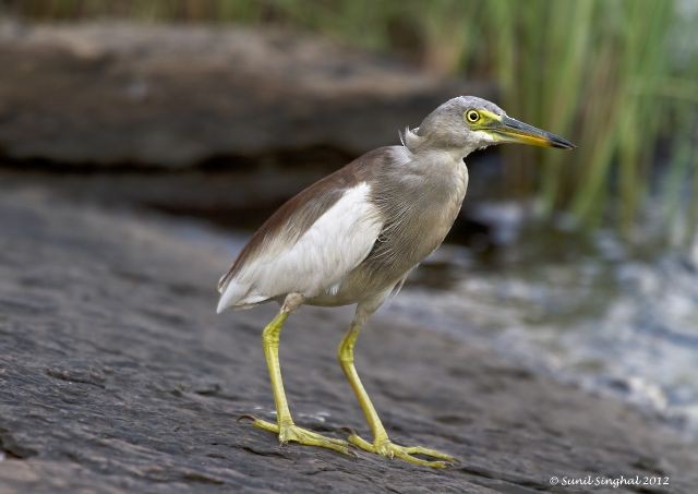 mangrovehegre - ML379497421