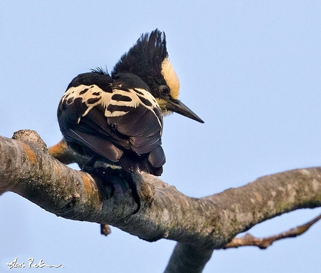 Heart-spotted Woodpecker - ML379497521