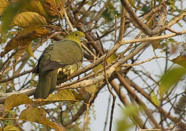 Wedge-tailed Green-Pigeon - ML379497591