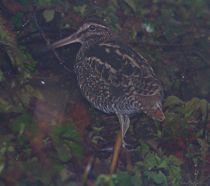 Wood Snipe - ML379497651